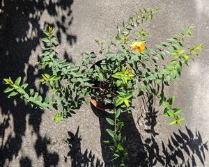 Hauswurz, Kakteen, Kaktus, Montbretien Zwiebel, Hibiskus, Purpurglöckchen, Johanniskraut großblumig Bild 9