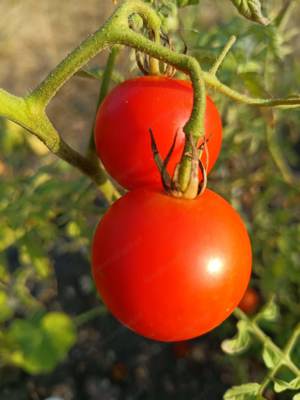 Ailsa Craig Tomatensamen - kältetolerante Sorte die reichlich Früchte hervorbringt Bild 2