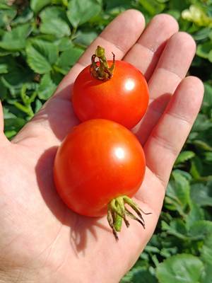 Ailsa Craig Tomatensamen - kältetolerante Sorte die reichlich Früchte hervorbringt Bild 3