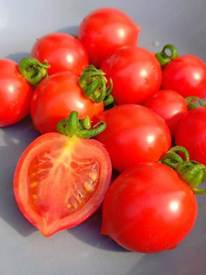 Geranium Kiss Tomatensamen - hübsche Busch- Balkontomate die nicht ausgegeizt werden muss Bild 2