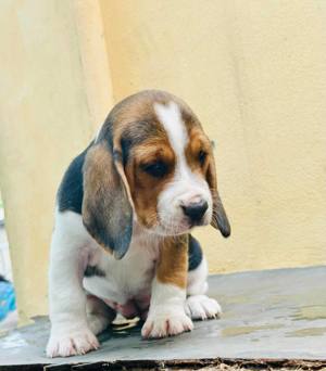 Beagle-Welpen verfügbar