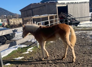 Haflinger Hengstfohlen