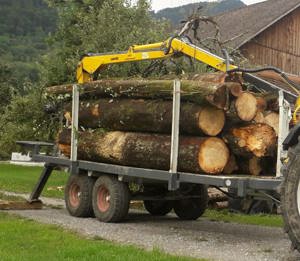 Holz stehend im Wald gesucht 