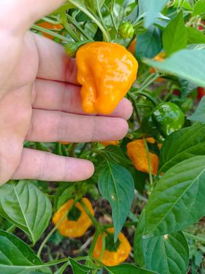 Jamaican Hot Yellow Chilisamen - typisch jamaikanische Chilisorte Bild 2