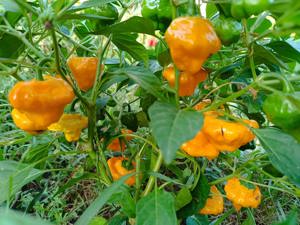 Jamaican Hot Yellow Chilisamen - typisch jamaikanische Chilisorte Bild 3