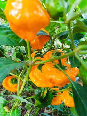 Jamaican Hot Yellow Chilisamen - typisch jamaikanische Chilisorte Bild 4