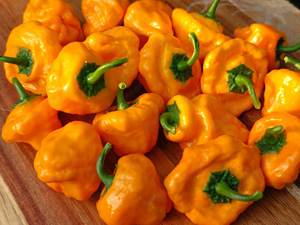 Jamaican Hot Yellow Chilisamen - typisch jamaikanische Chilisorte