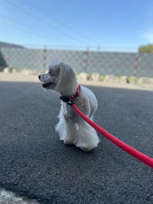 Ihr Hund braucht einen neuen Haarschnitt ? Bild 3