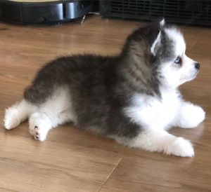 Mini-Pomsky-Welpe zu verkaufen