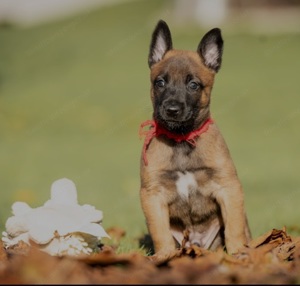 Malinois  welpen 