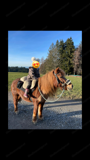 suche reitbeteiligung für mein pony Bild 3