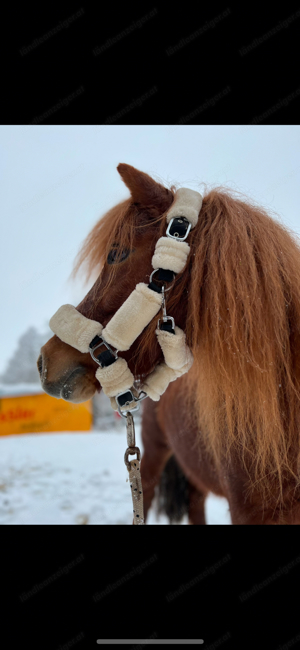 suche reitbeteiligung für mein pony