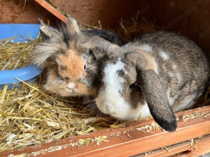 2 Zwergkaninchen abzugeben 