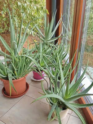 Aloe Vera Pflanzen 