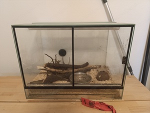 Vogelspinne weiblich 1 1 2 Jahre alt inkl. Terrarium zu verkaufen 