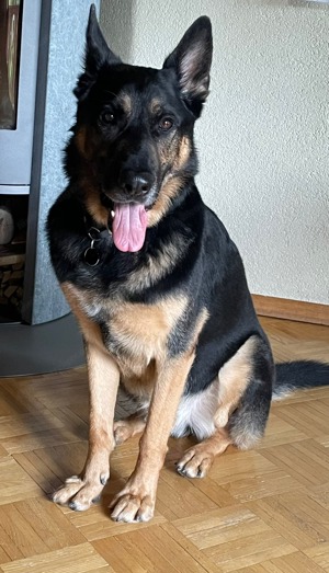 Verlässliche Mieterin mit Hund sucht gemütliche Wohnung