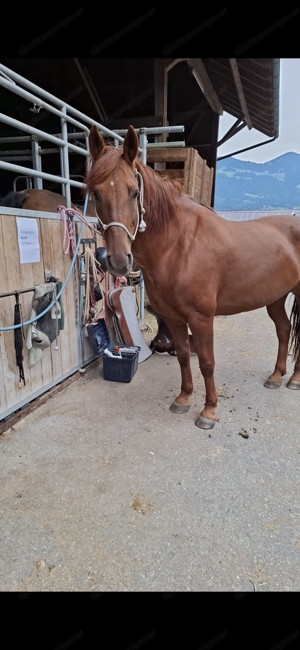 Verkaufe ungarische warmblut stute