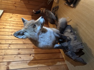 Fuchs Tierpräparat 