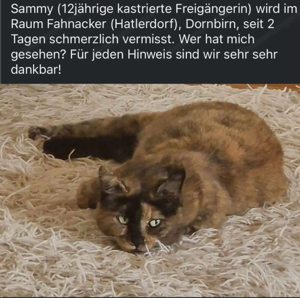 !vermisst! Hatlerdorf Dornbirn - Sammy (w 12 Freigängerin)