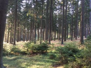 Wald zu kaufen gesucht Vorarlberg