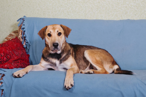 Die Familienhündin Alya sucht ein Zuhause. Bild 4