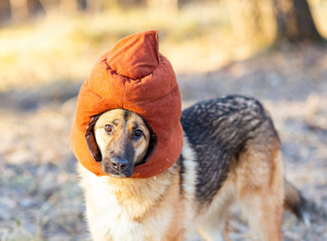 Schäferhundmix Rosie sucht ein Zuhause. Bild 2