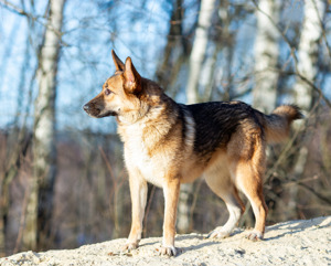 Schäferhundmix Rosie sucht ein Zuhause. Bild 4