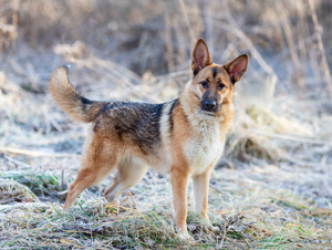 Schäferhundmix Rosie sucht ein Zuhause. Bild 7