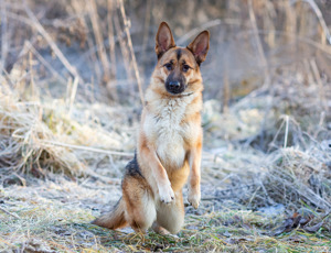 Schäferhundmix Rosie sucht ein Zuhause. Bild 3