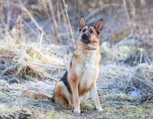 Schäferhundmix Rosie sucht ein Zuhause. Bild 8