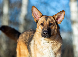 Schäferhundmix Rosie sucht ein Zuhause.