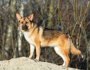 Schäferhundmix Rosie sucht ein Zuhause. Bild 5