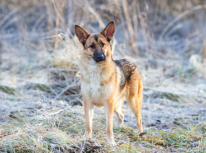 Schäferhundmix Rosie sucht ein Zuhause. Bild 9