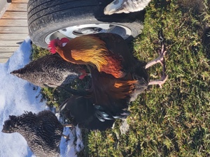 Hahn - Altsteirer, Blumen, Moos, Mix KEINE HÜHNER Bild 2