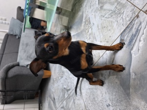 Zwergpinscher zu verschenken Bild 2