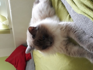 Ragdoll Kater und EKH katze  Bild 2