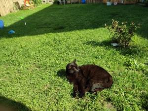 Ragdoll Kater und EKH katze  Bild 3