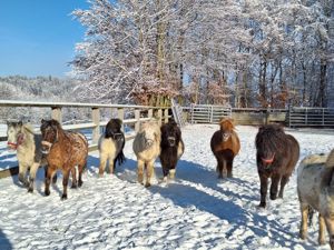 Shettys, Ponys und Freizeitpferde 