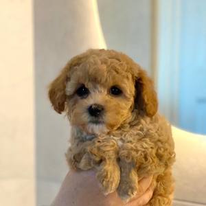 Süßer Maltipoo Welpe zu verkaufen!  Bild 2