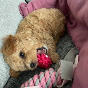 Süßer Maltipoo Welpe zu verkaufen Bild 3