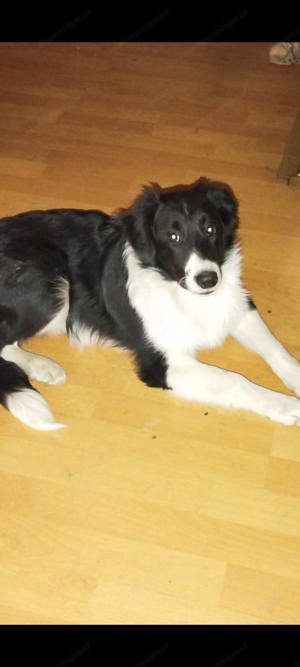 Bordercollie Balu