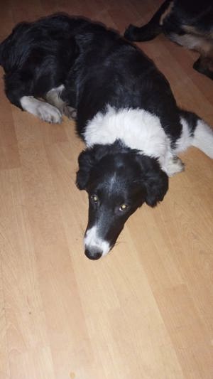 Bordercollie Balu Bild 2