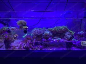 Meerwasser Aquarium Korallen