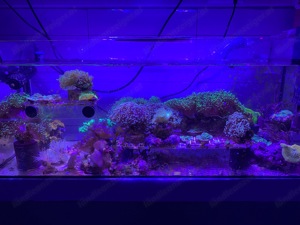 Korallen Meerwasser Aquarium  Bild 3