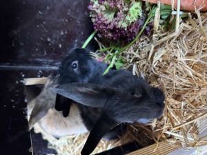 Zwergkaninchen Babys Bild 5