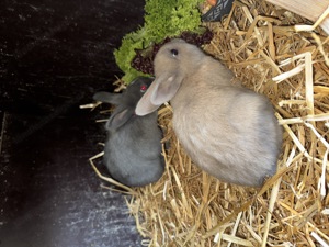 Zwergkaninchen Babys Bild 2