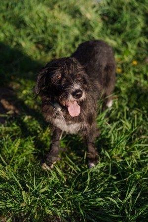 Harley ist ein Hund mit besonderen Bedürfnissen, der ein Zuhause sucht. Bild 4