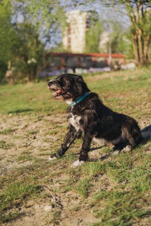 Harley ist ein Hund mit besonderen Bedürfnissen, der ein Zuhause sucht. Bild 8