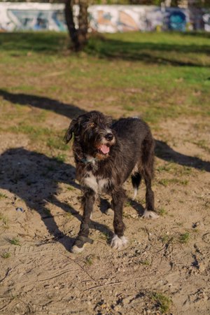 Harley ist ein Hund mit besonderen Bedürfnissen, der ein Zuhause sucht. Bild 7