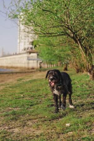 Harley ist ein Hund mit besonderen Bedürfnissen, der ein Zuhause sucht. Bild 10